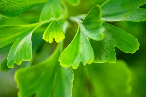 Ginkgoblaetter