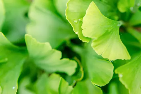 Ginkgo-Zweig Detailaufnahme