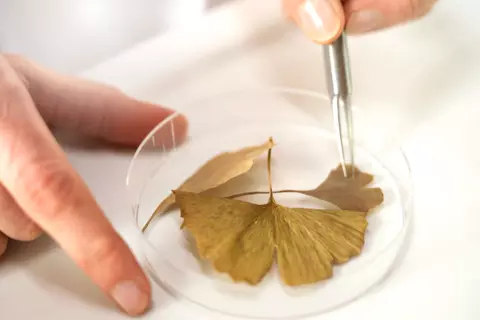 Qualitätskontrolle: Nahaufnahme einer Hand, die mit einer Pinzette ein Ginkgoblatt in einer Petrischale platziert.