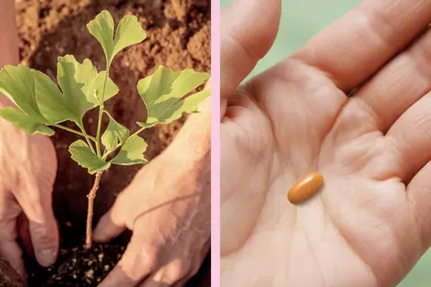 Zweigeteiltes Bild: Links werden Ginkgopflänzchen eingepflanzt, rechts eine Tablette Tebonin® auf einer offenen Handfläche.