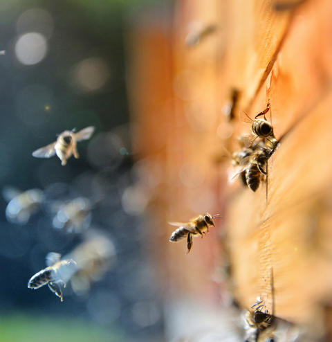 Fliegende Bienen vor einem Bienenstock