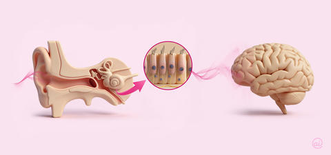 Illustration: Übertragung von Schallwellen vom Innenohr zum Gehirn mit Vergrößerung der Haarzellen.